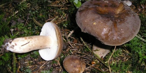 Smolaste crne dojke: fotografija i opis gljive